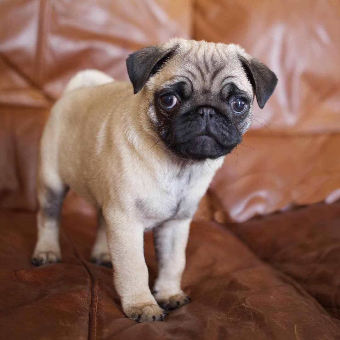 Jackson Jr Pug puppy